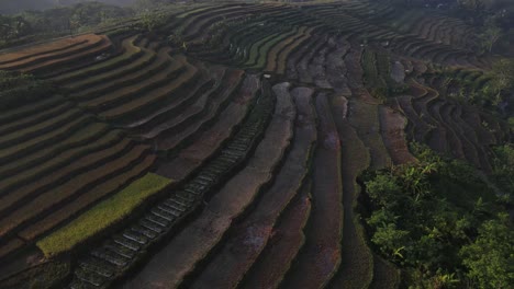 Vista-Aérea,-Una-Vista-Muy-Hermosa-De-Los-Campos-De-Arroz-En-Terrazas-En-El-Distrito-Kajoran-De-Magelang-Por-La-Mañana