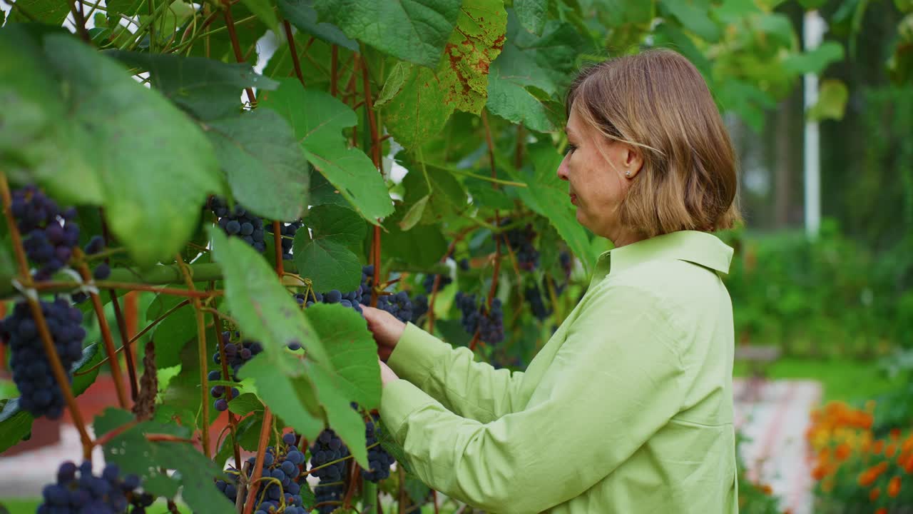 Donna che ispeziona uva viola matura su una vite in un giardino