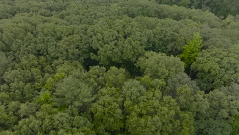 Inclinándose-Hacia-Abajo-Desde-La-Parte-Superior-A-La-Cubierta-Forestal