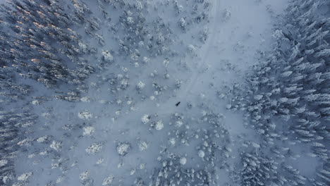 drone top view shot of a snowmobile in a forest during a cold winter season in sweden