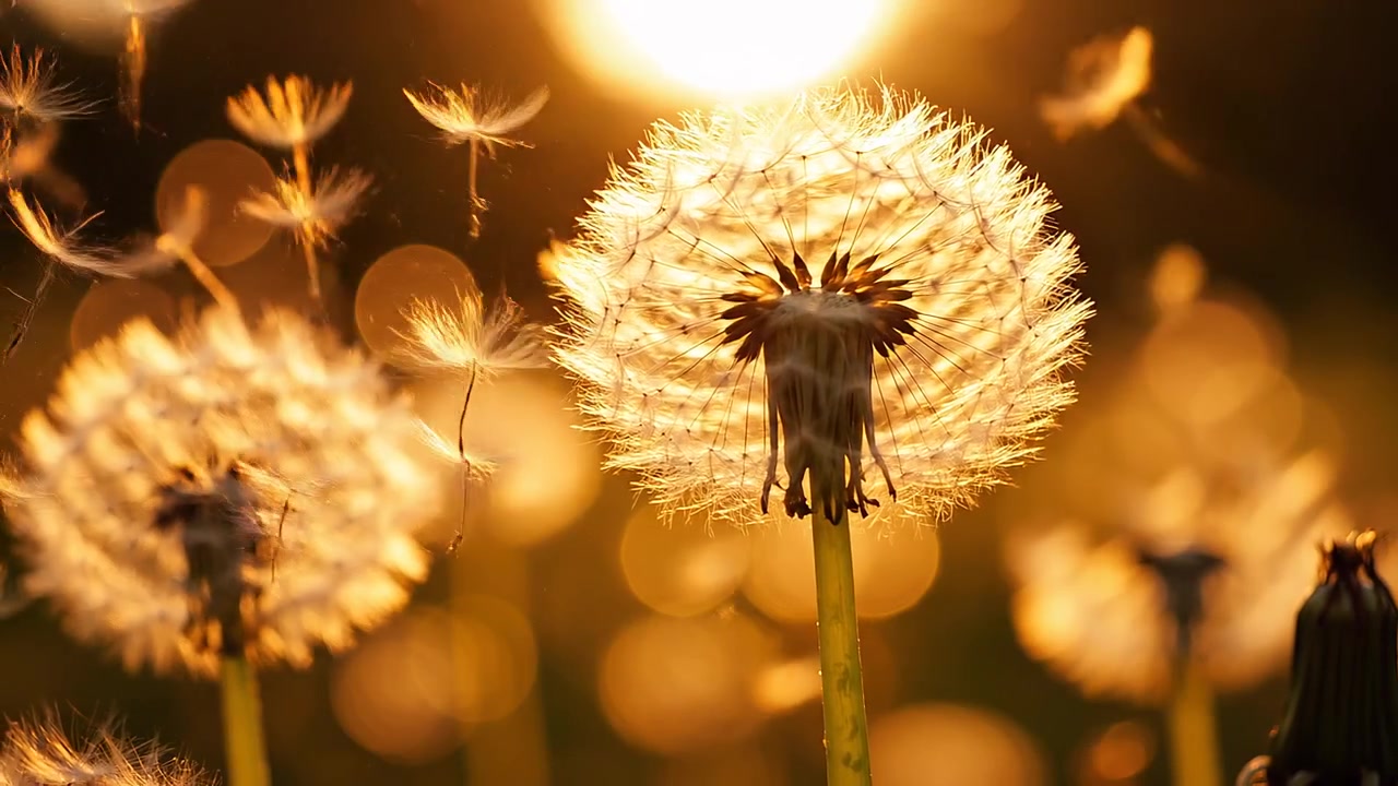 Dandelion seed head backlit by golden sunset light outdoors