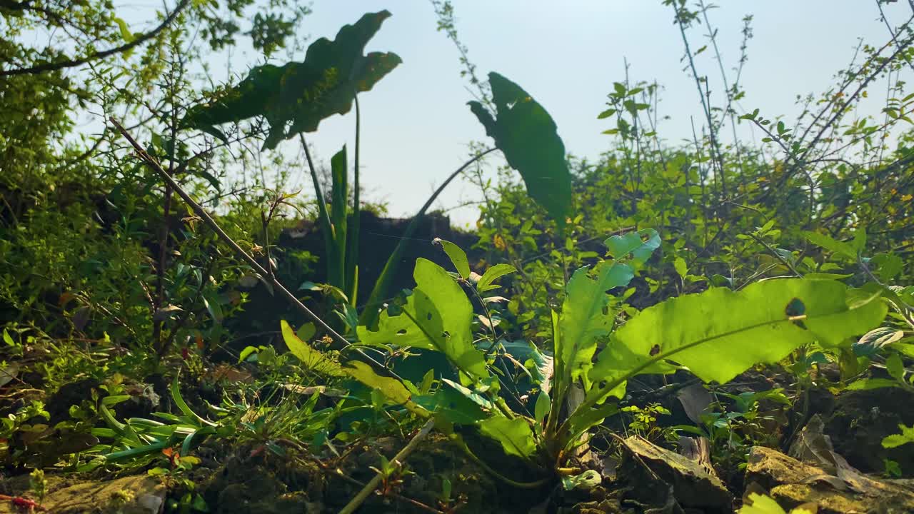 Uma borboleta amarela comum voa em meio à vegetação verde iluminada pelo sol, identificada como Eurema Hecabe, em Bangladesh - Close Up