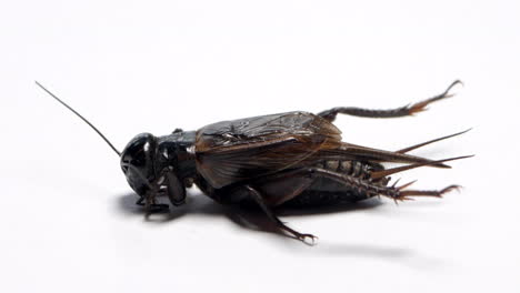 side view of a black field cricket sitting on a white background