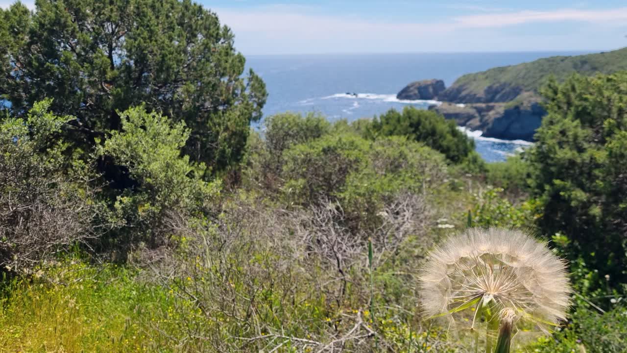 Eine Frau pustet eine Pusteblume vor der malerischen Küstenlandschaft an der Südspitze der Halbinsel Kassandra, Griechenland, mit glitzernd blauem Wasser und sonnigem Himmel