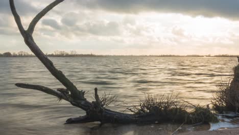 Time-lapse-of-sea-waves-over-old-tree-branch-on-beach,-slider-shot