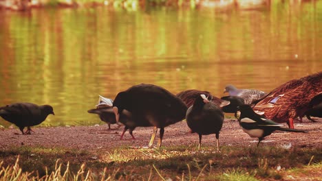 pato y pájaros comiendo en el parque