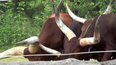 a herd of african bulls gathered near a feeding tray