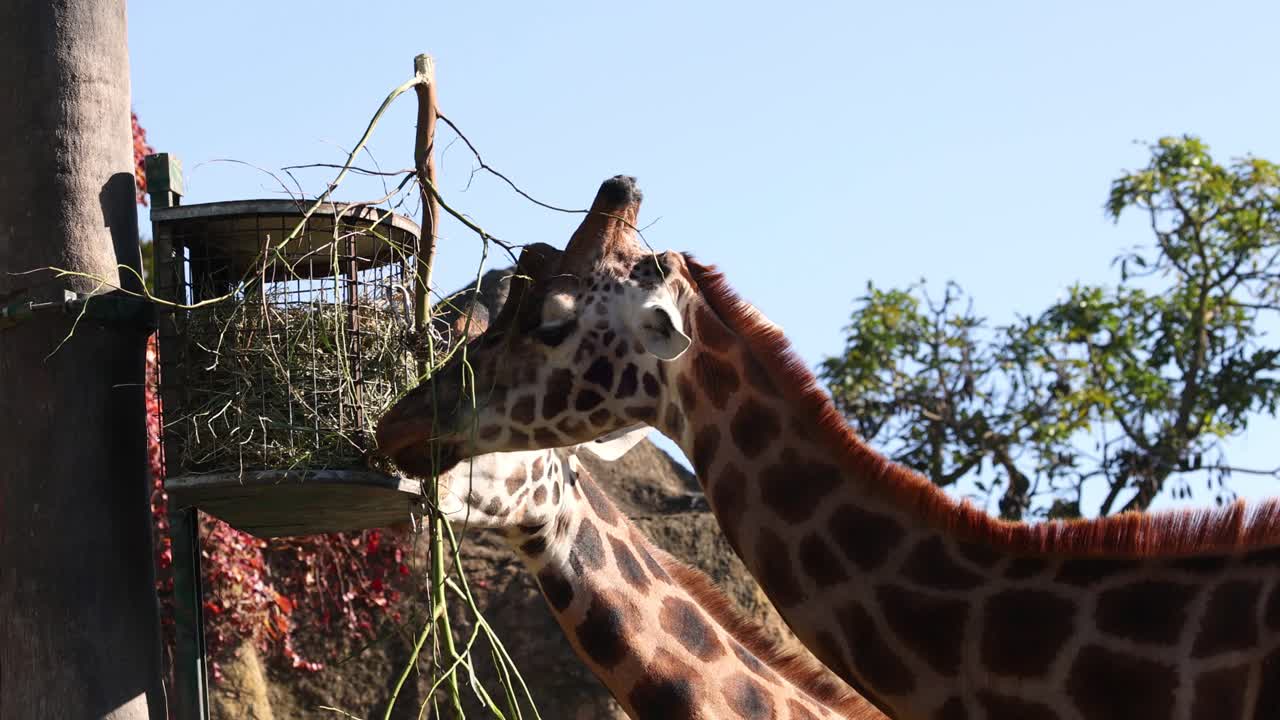 지라프가 나무에서 잎을 먹고 있다
