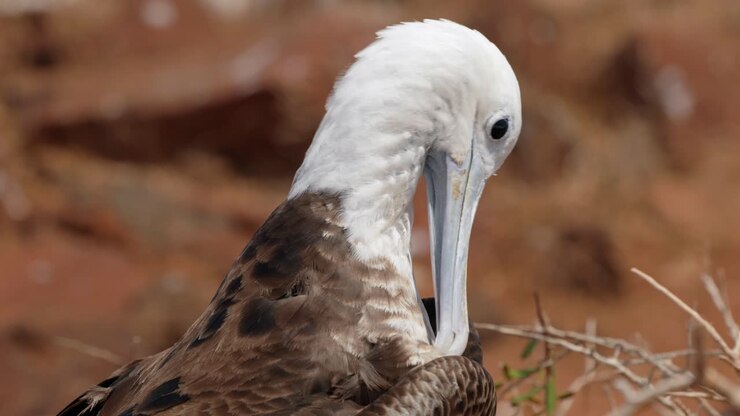 Un giovane esemplare di fregata magnifica si liscia le piume al sole sull'isola di North Seymour, vicino a Santa Cruz, nelle Isole Galápagos.