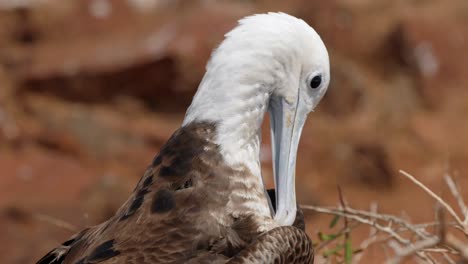 Una-Fragata-Joven-Y-Magnífica-Se-Prepara-Al-Sol-En-La-Isla-Seymour-Norte,-Cerca-De-Santa-Cruz,-En-Las-Islas-Galápagos