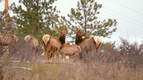 El-Alce-De-Colorado-Escuchó-Un-Gran-Grupo-De-Ciervos-En-La-Naturaleza-Los-Animales-Se-Reunieron-En-La-Ladera-De-La-Montaña-La-Mitad-Del-Invierno-Nieve-Parque-Nacional-De-Las-Montañas-Rocosas-Evergreen-Teleobjetivo-Zoom-Cinemático-Cámara-Lenta-Seguir-4k