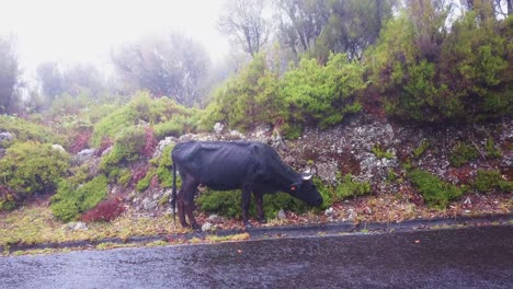 La-Vaca-Negra-Pasta-Al-Lado-De-La-Carretera-Durante-El-Mal-Tiempo