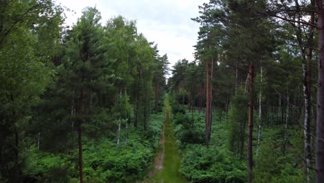 dirty road in dense conifer forest, aerial drone ascend view