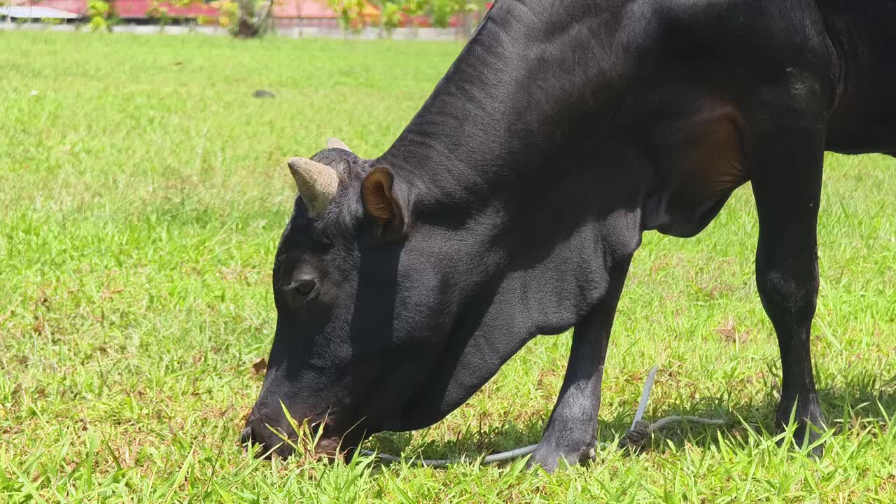 검은 소가 에서 먹이를 먹고 있다