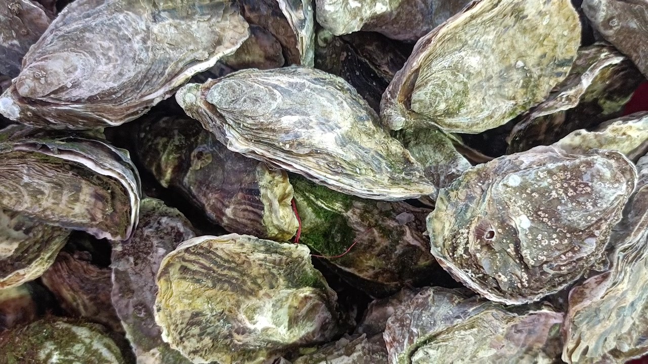 Fresh sealed oysters at the supermarket.