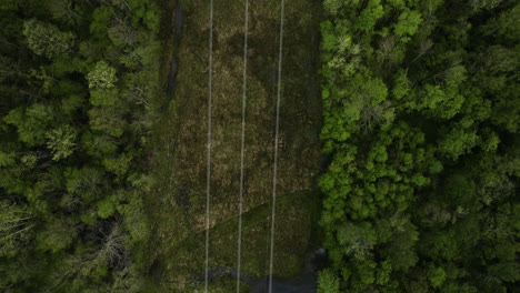 a dense forest with a narrow path and power lines in william b