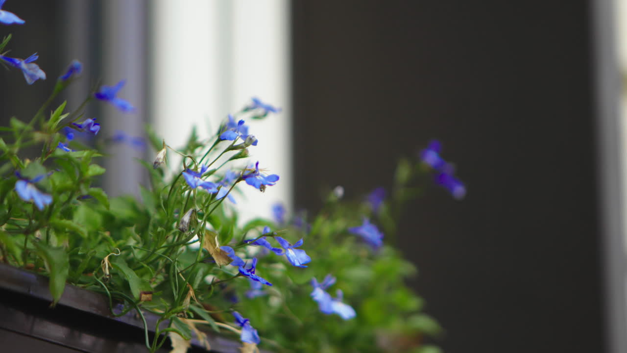 가을의 흐린 날 뒤뜰에서 자라는 꽃