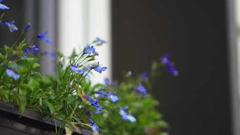 flowers growing outside in the backyard on a cloudy day in autumn
