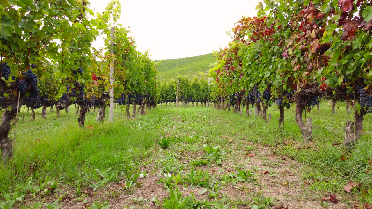 vino tinto uvas maduras en viñedo agricultura cultivo orgánico
