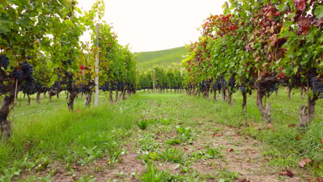 vino tinto uvas maduras en viñedo agricultura cultivo orgánico