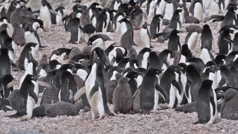 antártida adelie gran colonia de pingüinos de pie sobre rocas