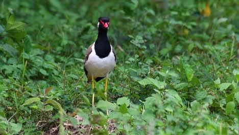 Der-Rotlappenkiebitz-Ist-Einer-Der-Häufigsten-Vögel-Thailands