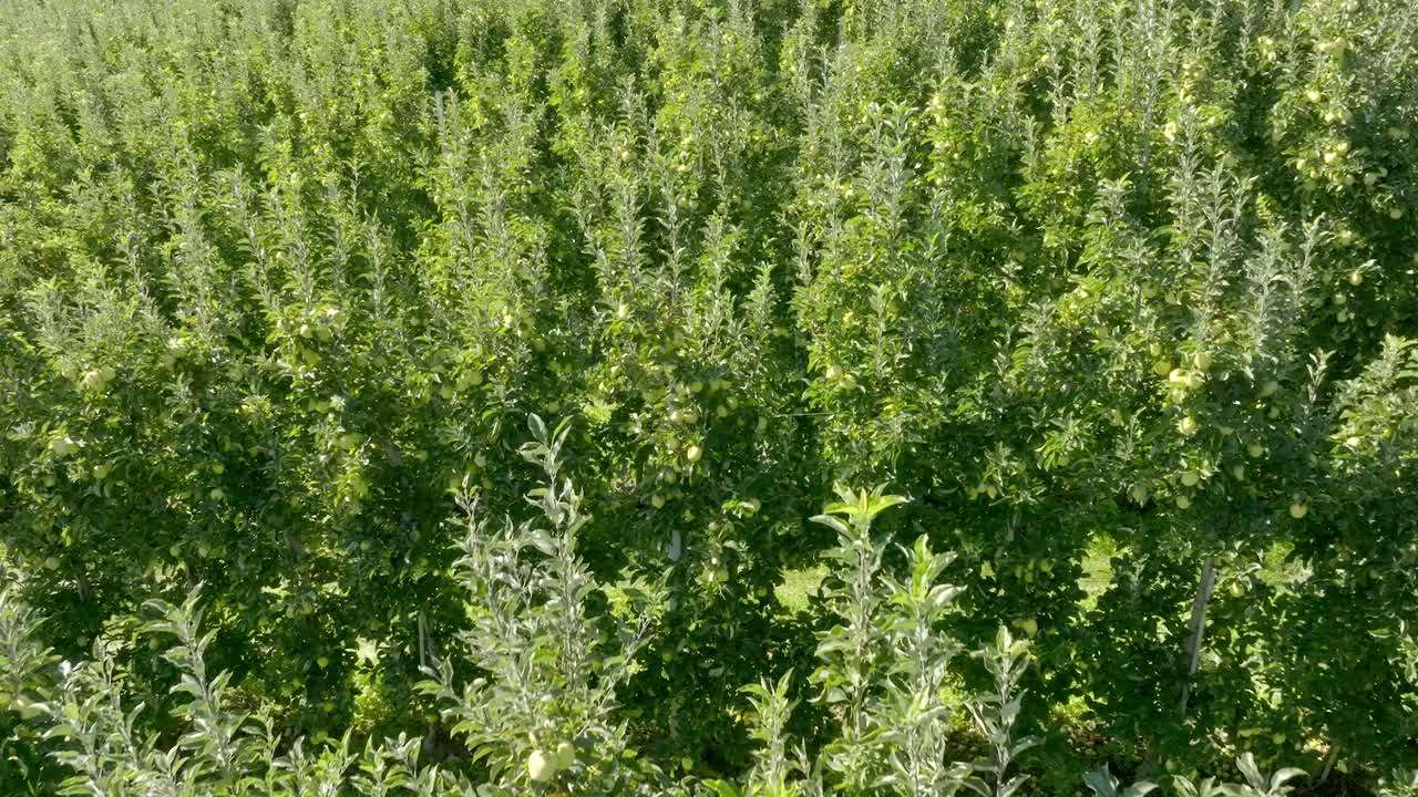 италия, золотые яблони незадолго до сбора урожая