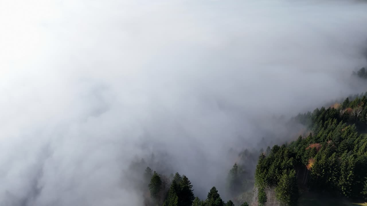 Mystic field of clouds between conifer trees on top of swiss mountains during autumn day. Aerial top down shot.
