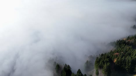 mystic field of clouds between conifer trees on top of swiss mountains during autumn day. aerial top down shot.