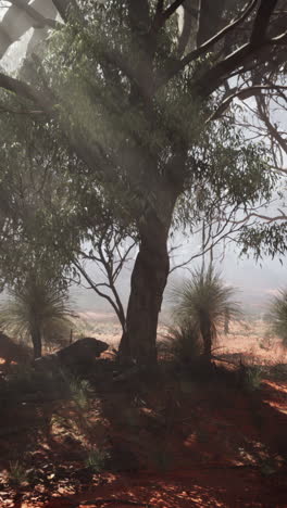 misty australian outback landscape