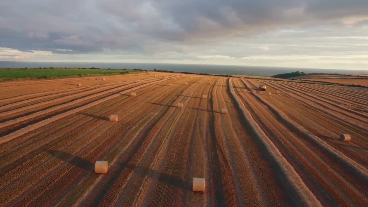Drone footage of golden fields