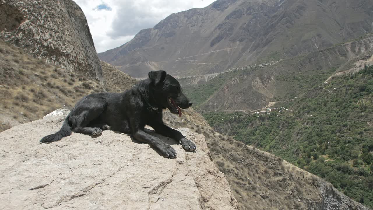 Epic Homeless Dog sitting on a stone in Slow Motion at Colca Canyon.