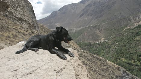 epic homeless dog sitting on a stone in slow motion at colca canyon.