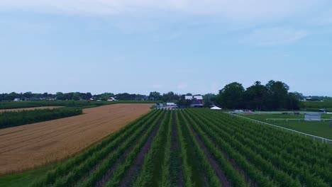 Drone-captures-aerial-view-of-rows-upon-rows-of-grapevines,-surrounded-by-farmland