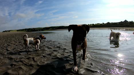 Perros-Jugando-En-El-Agua,-ángulo-Bajo-Y-Primer-Plano