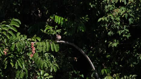 Ocupada-Acicalándose-Sus-Alas-Y-Plumas-Delanteras-Dentro-Del-Follaje-De-Un-árbol-Fructífero-Durante-La-Mañana,-Paloma-Manchada,-Spilopelia-Chinensis,-Parque-Nacional-Khao-Yai,-Tailandia