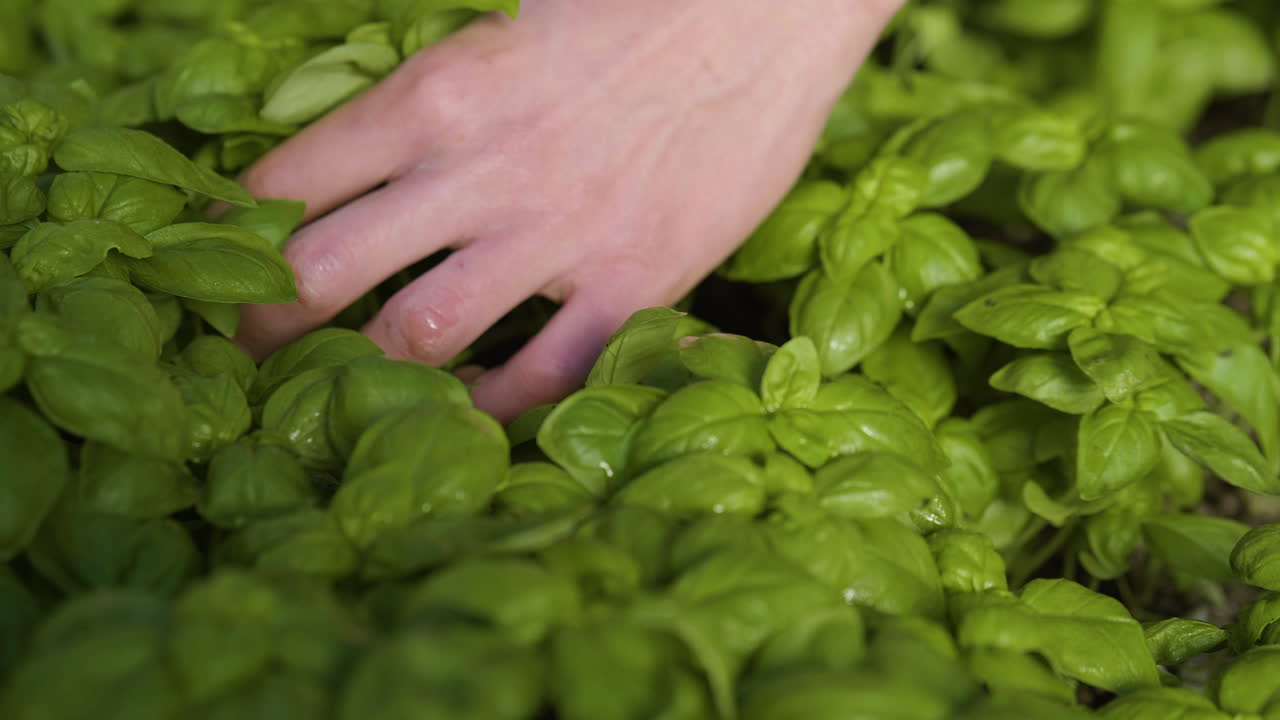 Male hand picking fresh, green basil leaves, at a basilica plantation, sunny day