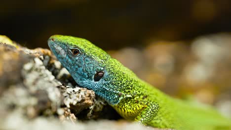 Un-Lagarto-Vibrante-Toma-El-Sol-Sobre-Una-Superficie-Rocosa,-Sus-Coloridas-Escamas-Brillan-Bajo-La-Luz-Del-Sol