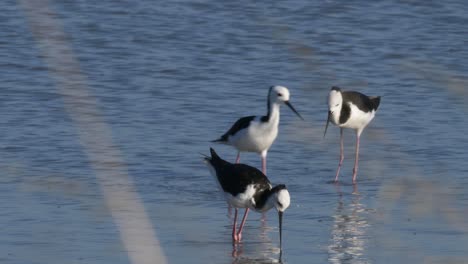 Three-Beautiful-Pied-Stilts-Feeding-On-Crabs-In-New-Zealand