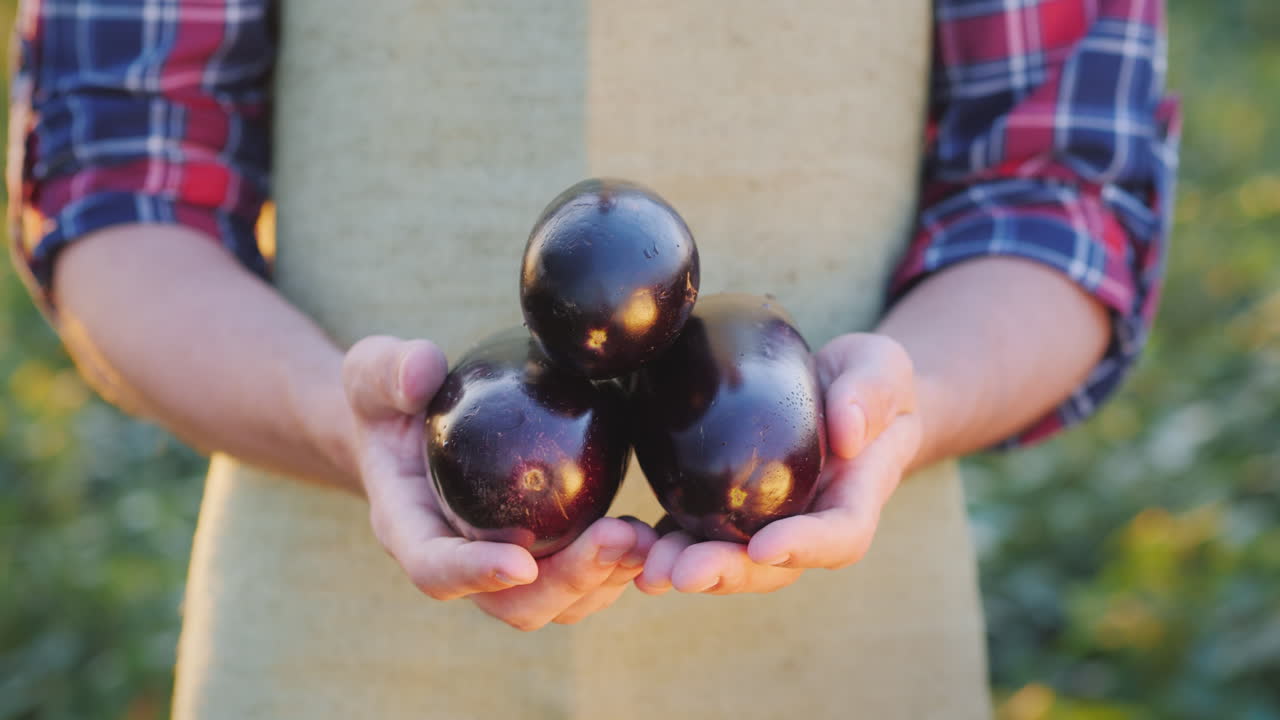 농부는 농장에서 친구들의 유기농 제품에 잘 익은 가지 몇 개를 보관합니다.