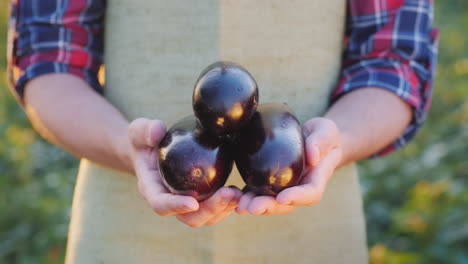 The-Farmer-Keeps-A-Few-Ripe-Eggplants-In-His-Friends-Organic-Products-From-The-Farm