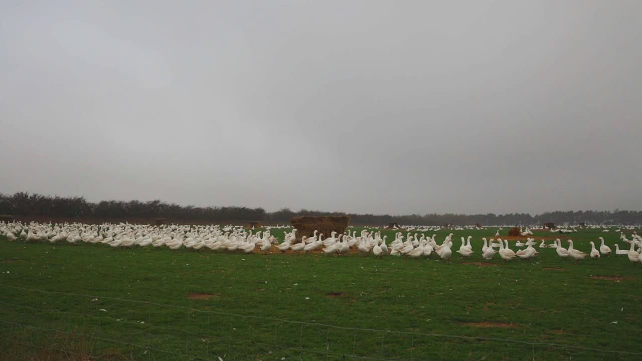 철조망을 통해 오리 가금류 밭을 바라보는 길에서 지브