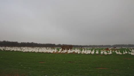 hacia arriba desde el camino mirando a través de la cerca de alambre hacia el campo de patos y aves de corral