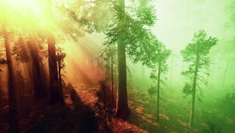 niebla matutina en el bosque de secuoyas gigantes