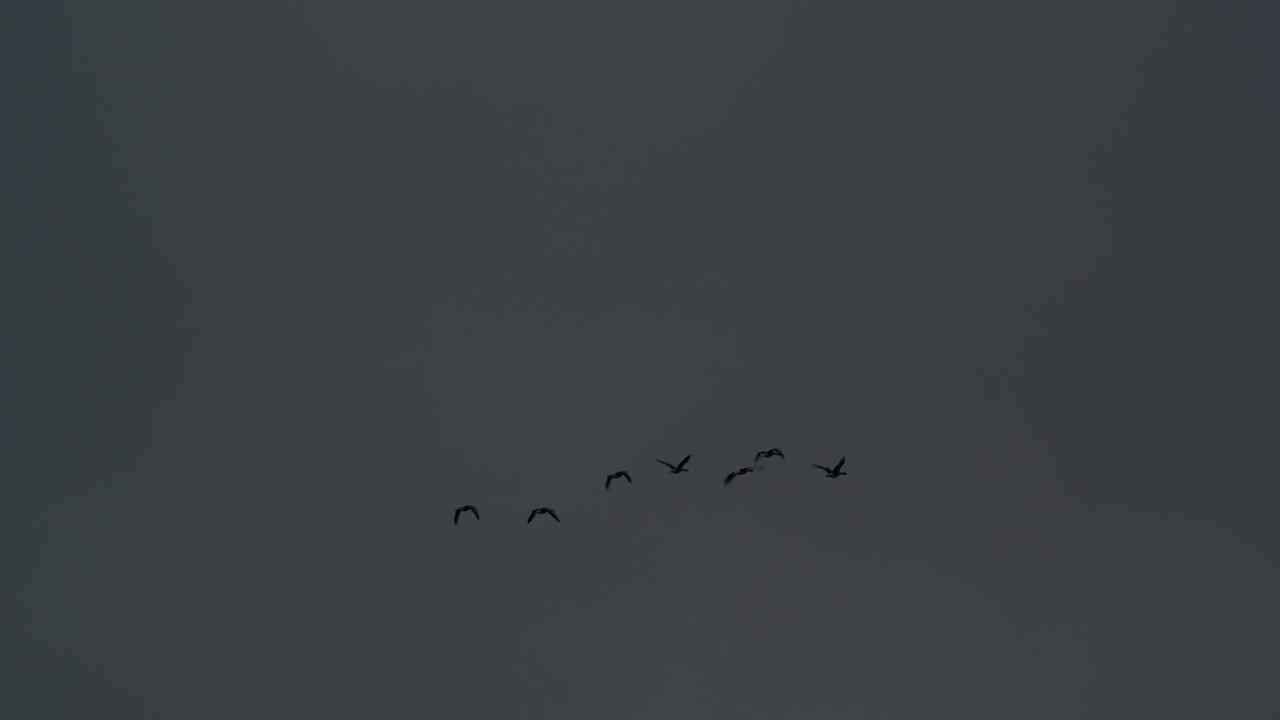 회색 하늘에서 날아다니는 새들