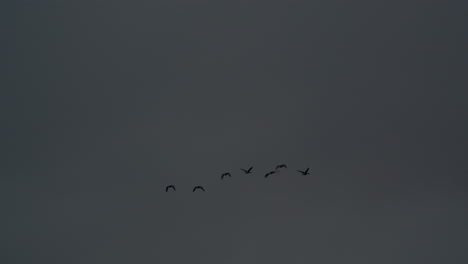 pájaros volando en un cielo gris