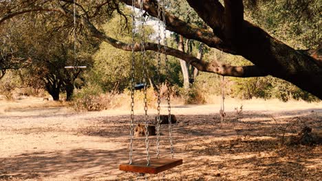 children's swings hanging from a ceepy old oak tree dolly shot tracking right