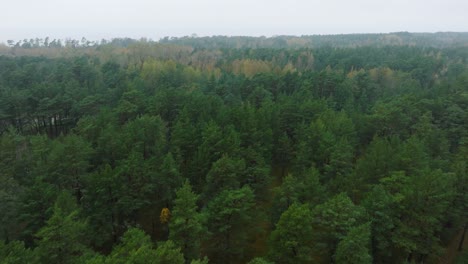 Establishing-view-of-the-autumn-linden-tree-alley,-empty-pathway,-yellow-leaves-of-a-linden-tree-on-the-ground,-idyllic-nature-scene-of-leaf-fall,-overcast-autumn-day,-wide-drone-shot-moving-forward