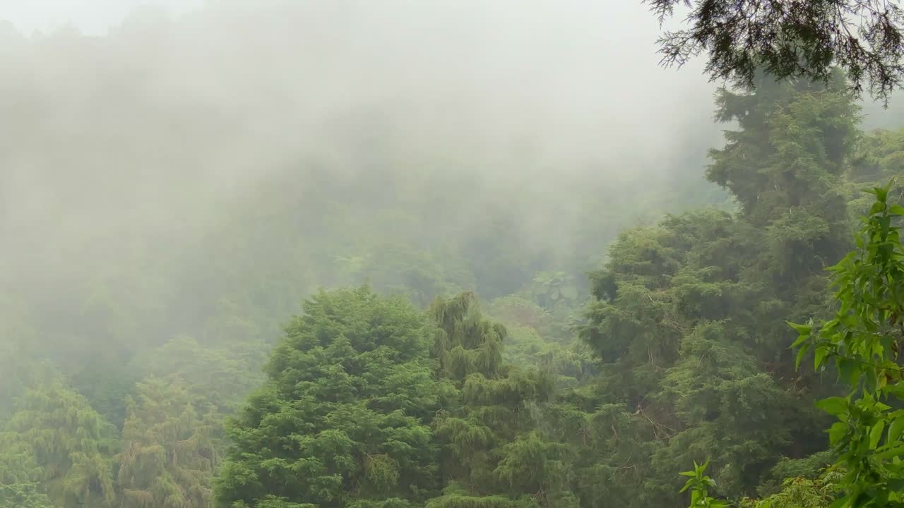 Dense morning fog drifts over a lush green forest, partially hiding the treetops and creating a calm, mysterious atmosphere. The misty landscape highlights the beauty of untouched nature