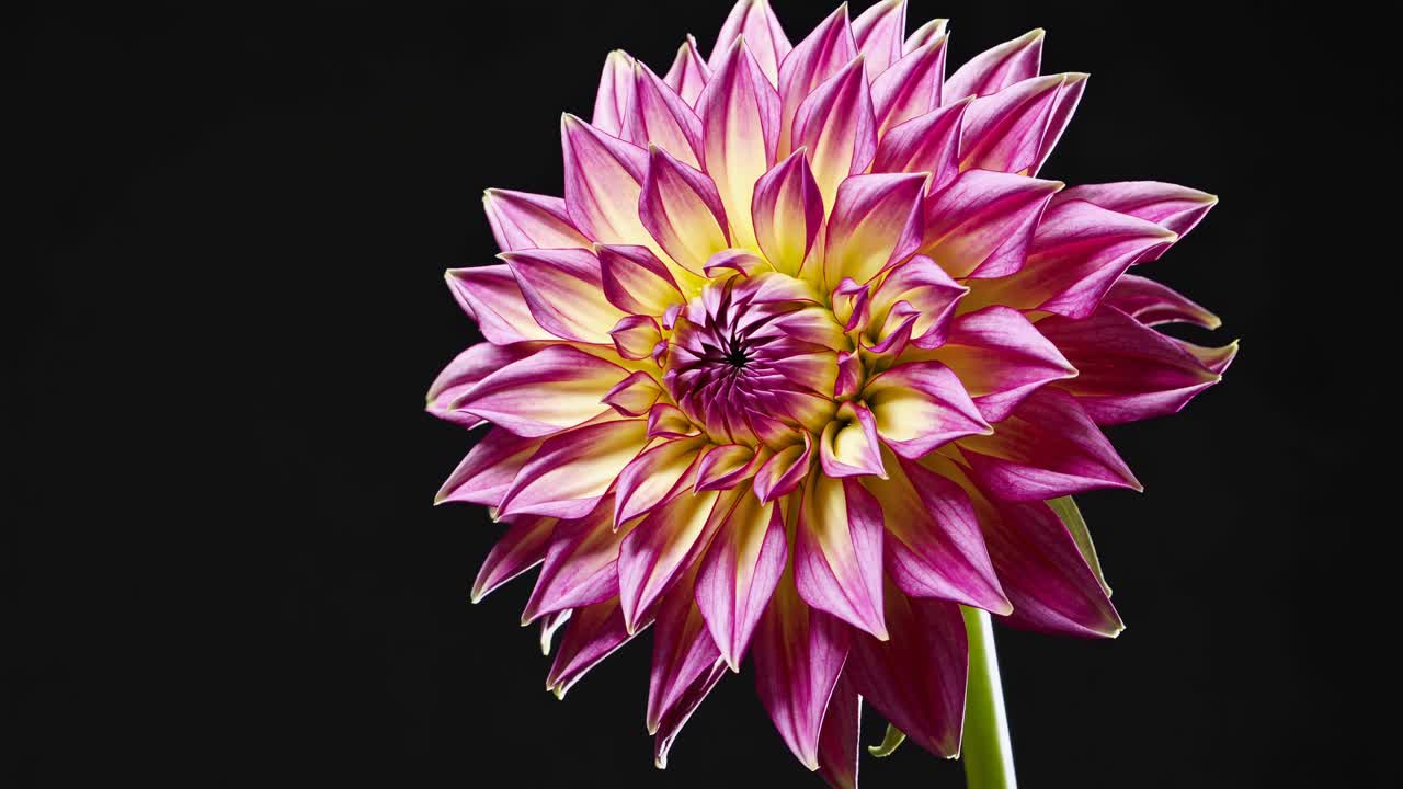 Close-up video of a blooming flower against a black background, captured from a side angle